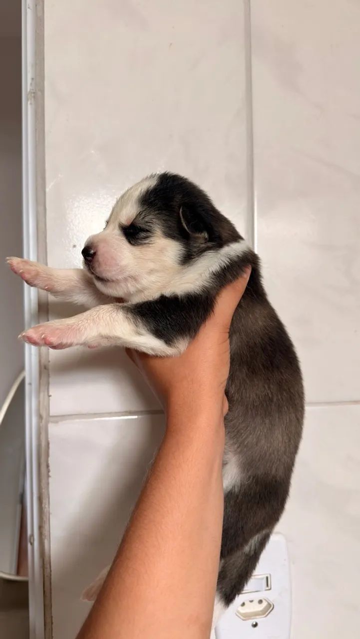 Husky siberiano - Foto 4