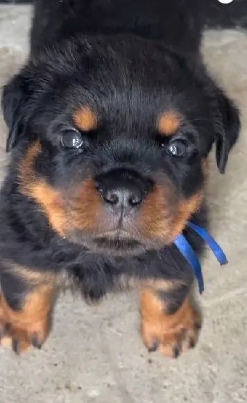 Rottweiler legítimo   - Foto 3