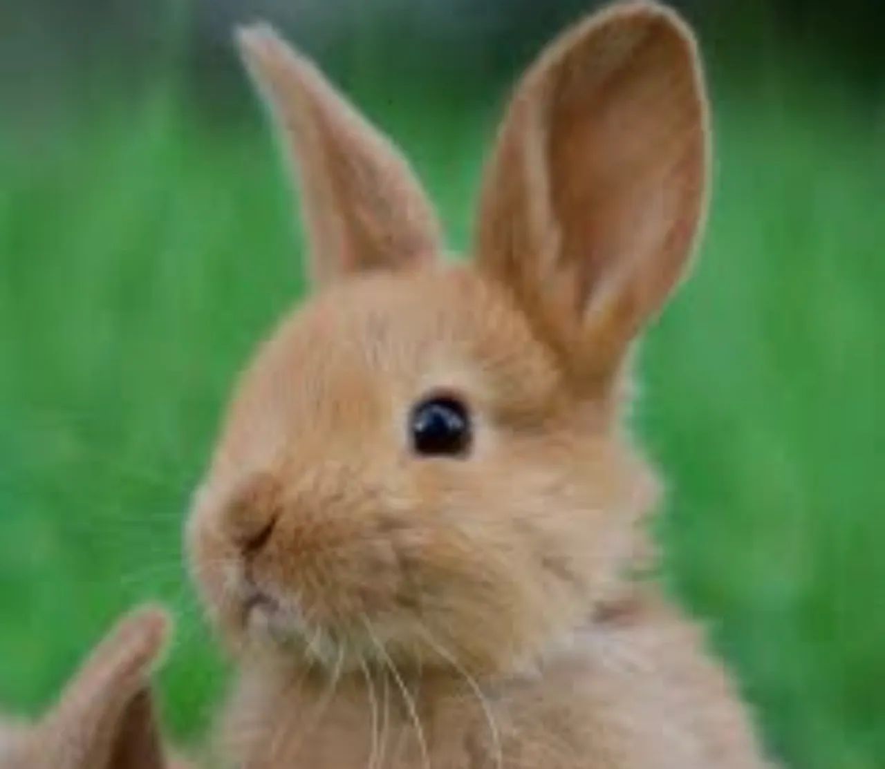 Lindos e Fofos Coelhos  - Foto 3