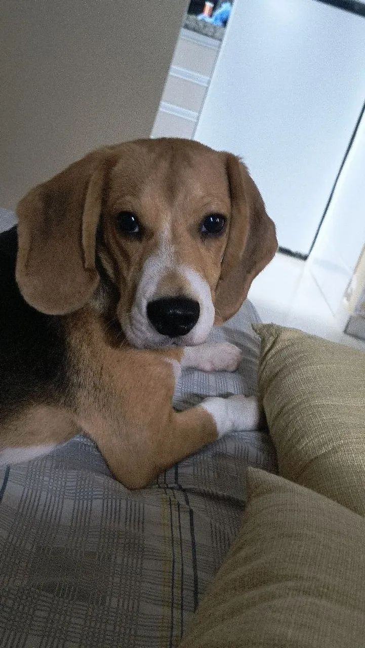 Beagle (Bento) Procura Namorada - Foto 3