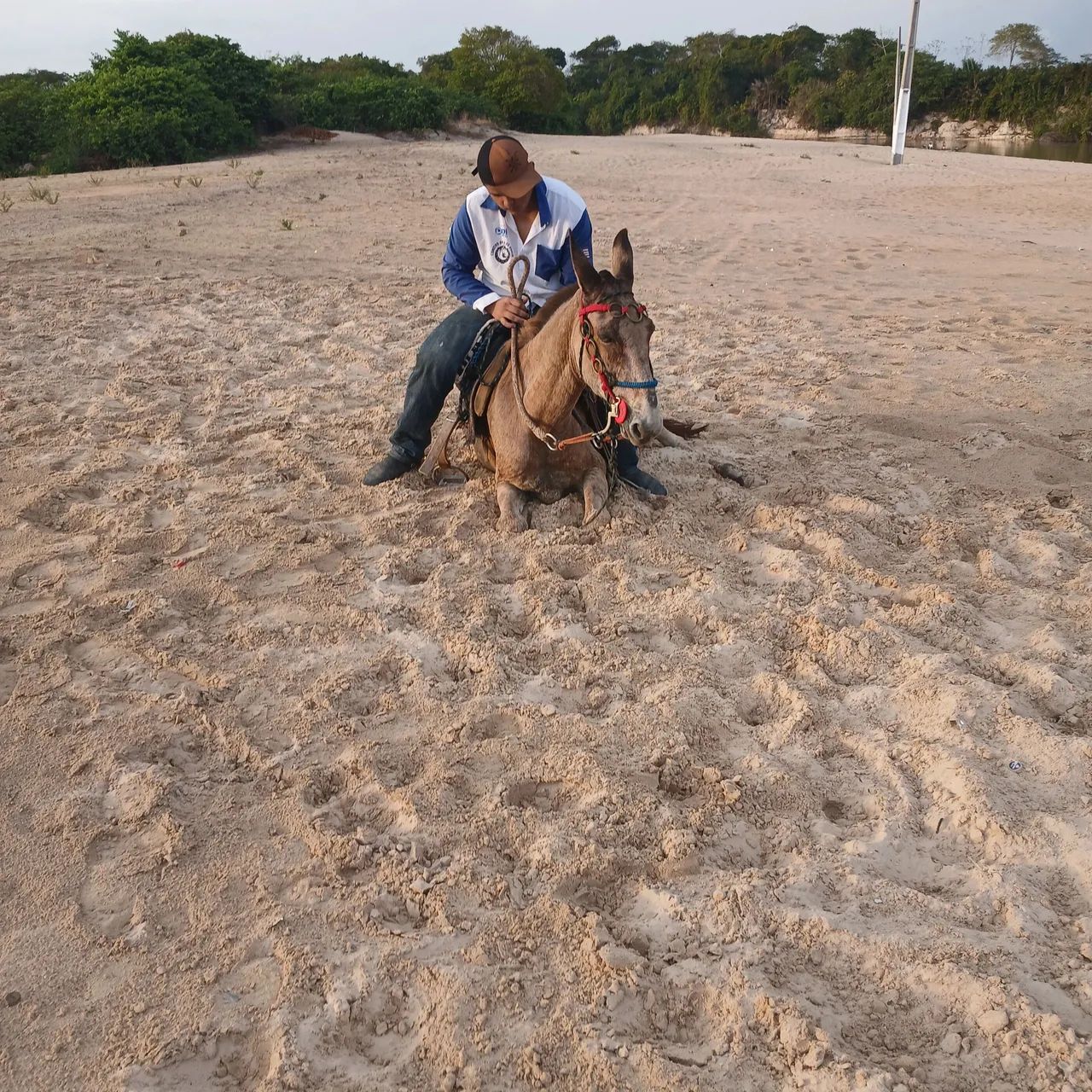 Vendo burro de cavalgada  - Foto 2