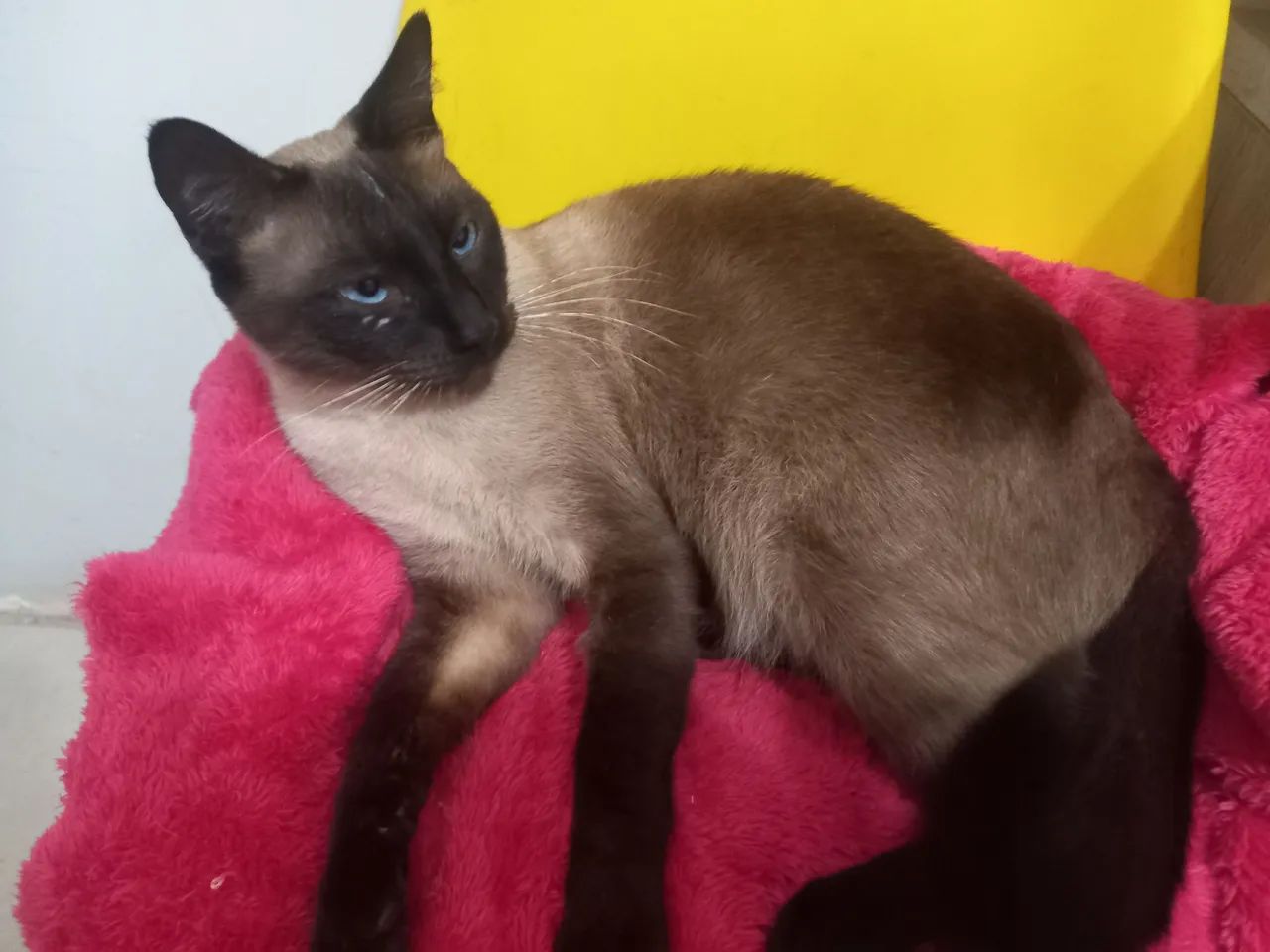 Adoção responsável macho  - Foto 2