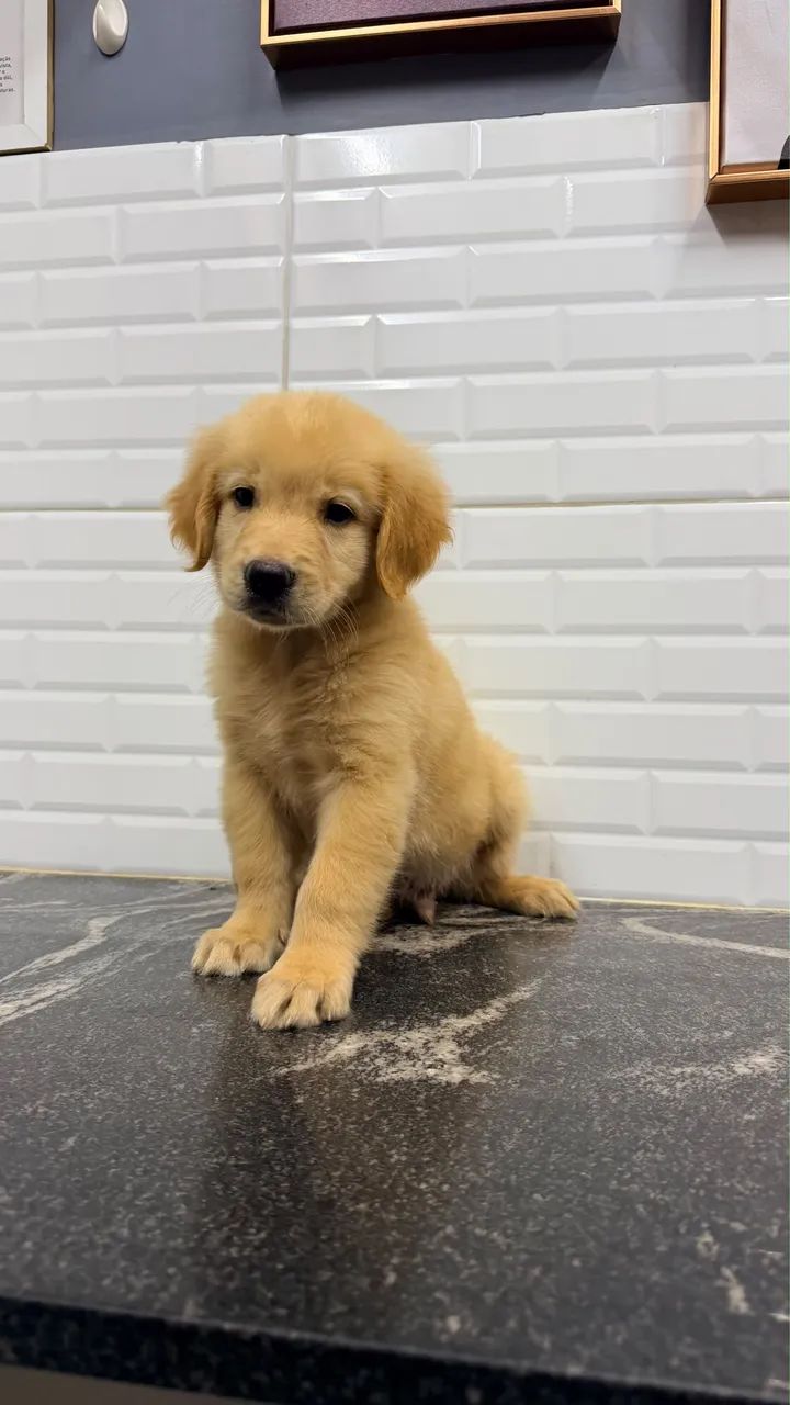 Golden Retriever 