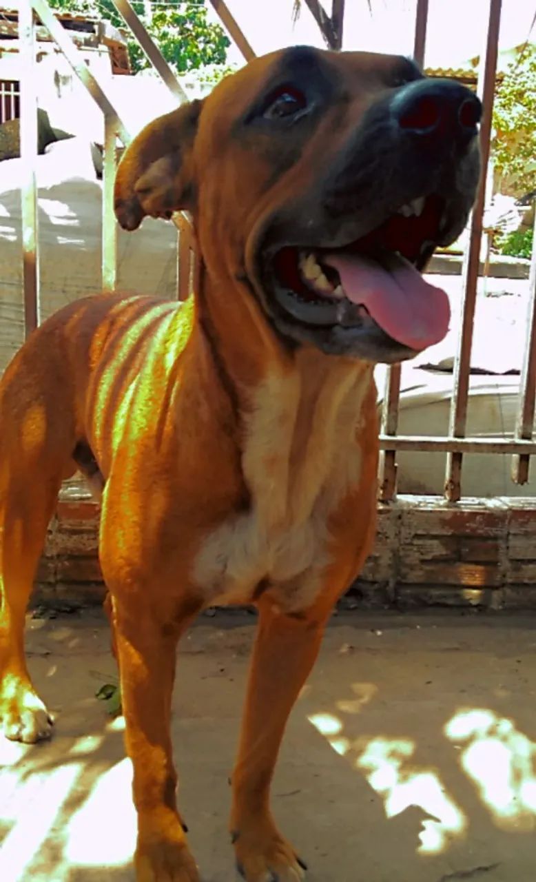 Doação de cachorro red reller com boxe