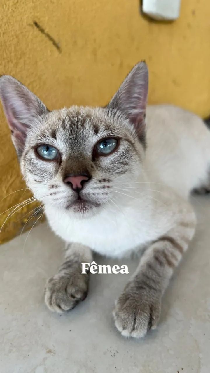 Doação de filhotes de gatos. - Foto 5