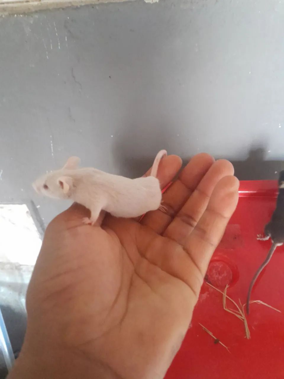? CAMUNDONGOS DE QUALIDADE PREMIUM - DISPONÍVEIS AGORA! ? - Foto 3