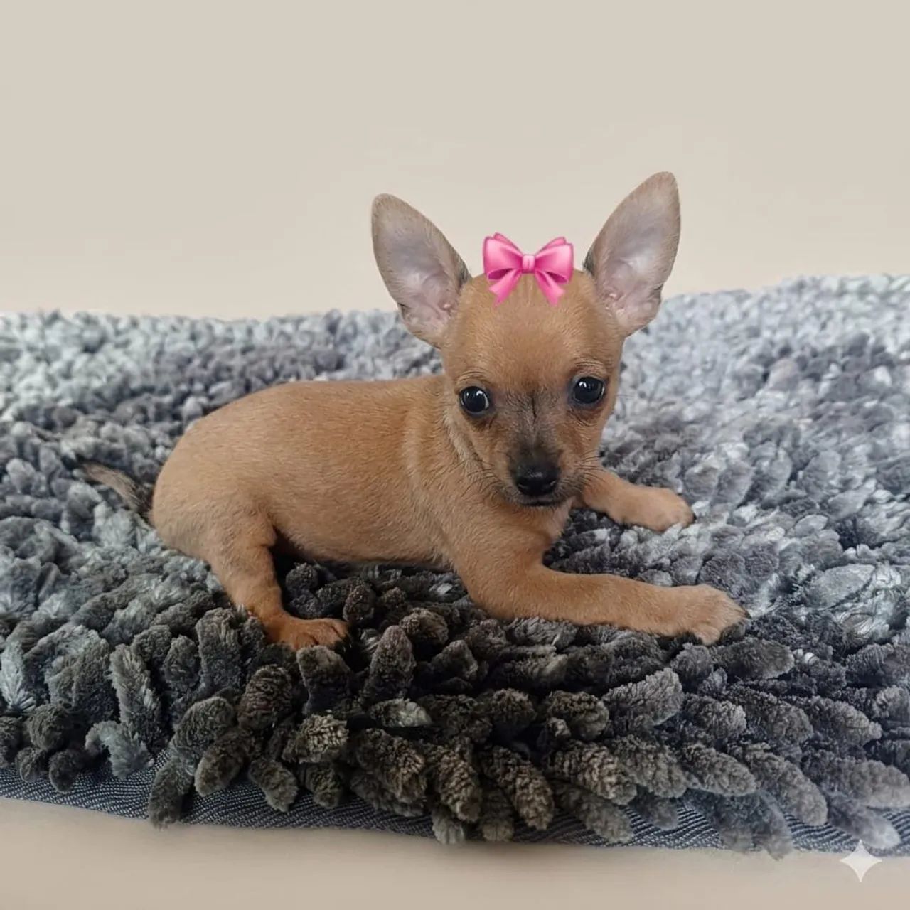 Pinscher fêmea caramelo 