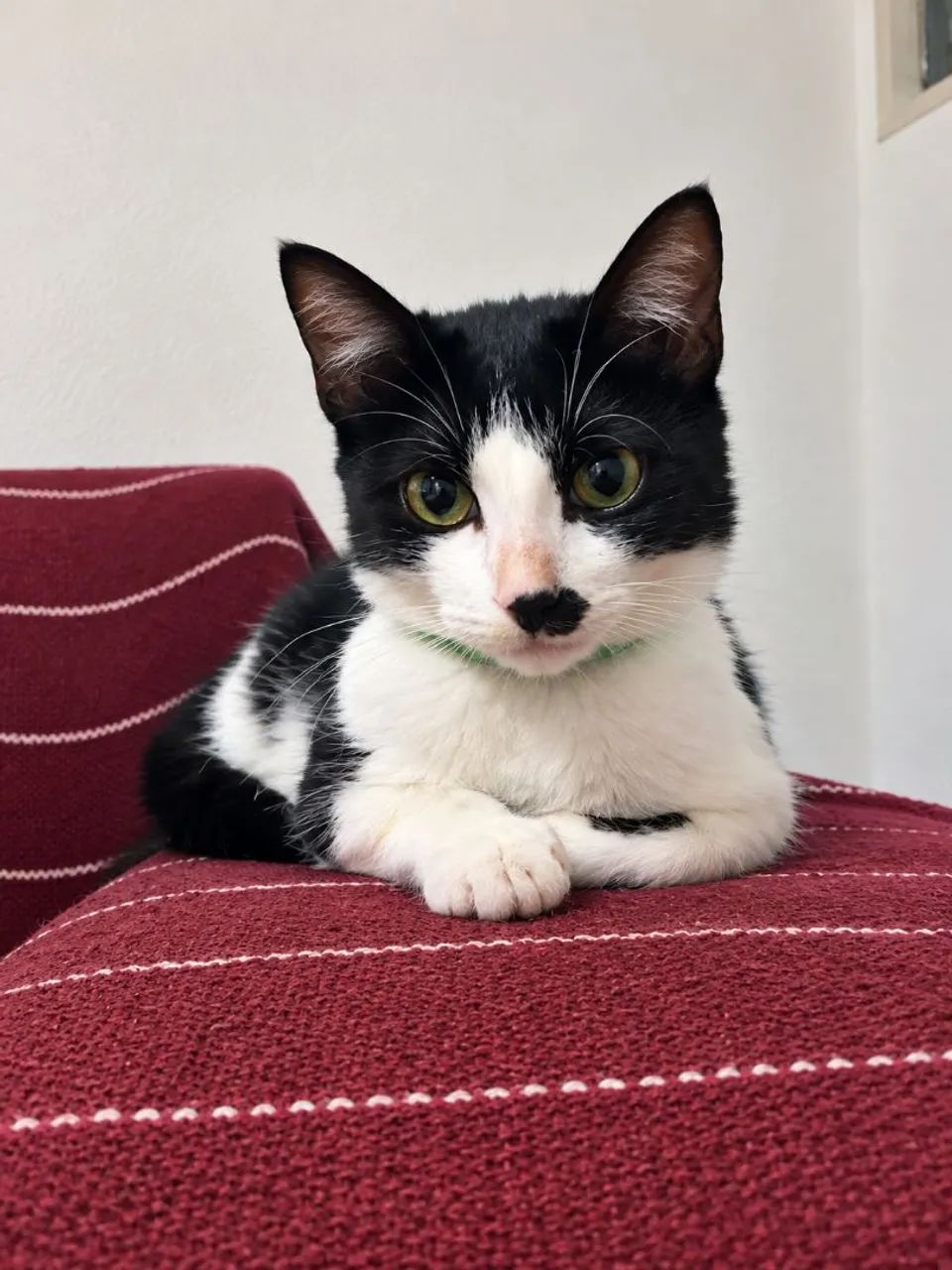 Gata - Foto 2