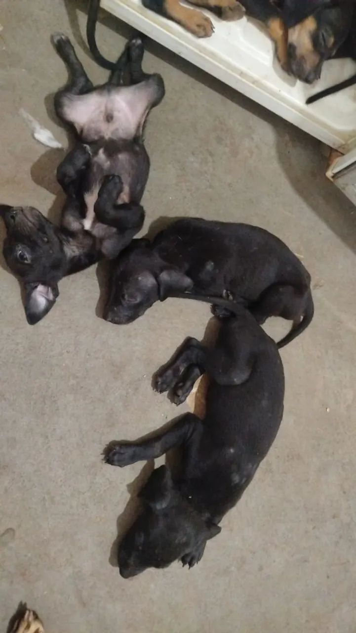 Filhote de cachorro 