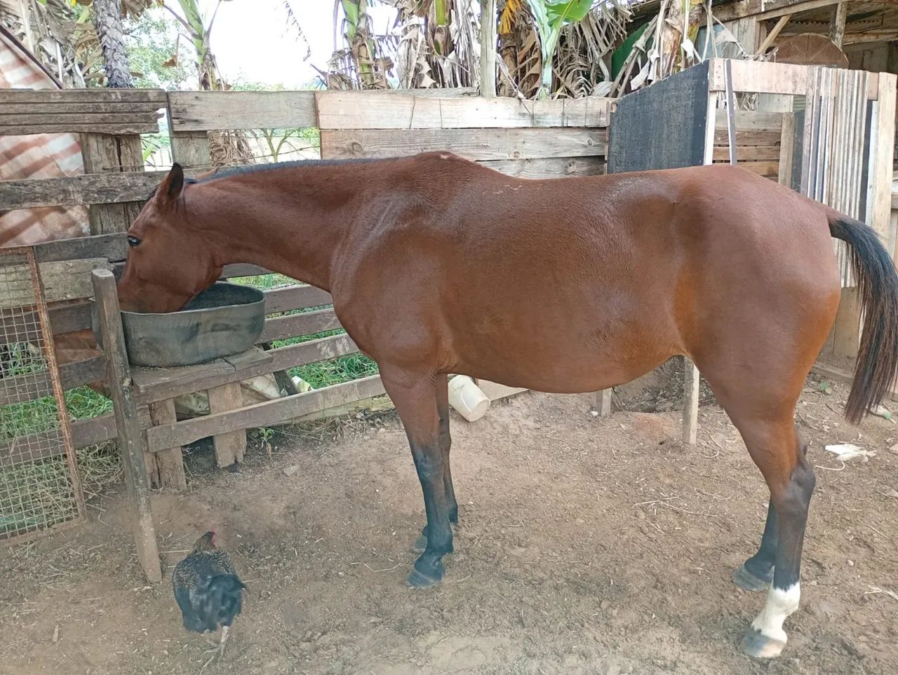 Égua árabe com manga larga  - Foto 3