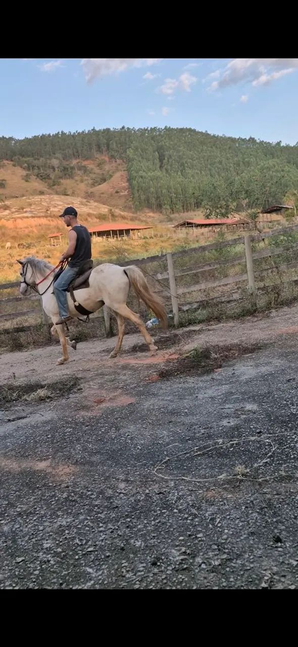 Cavalo 10 anos - Foto 2