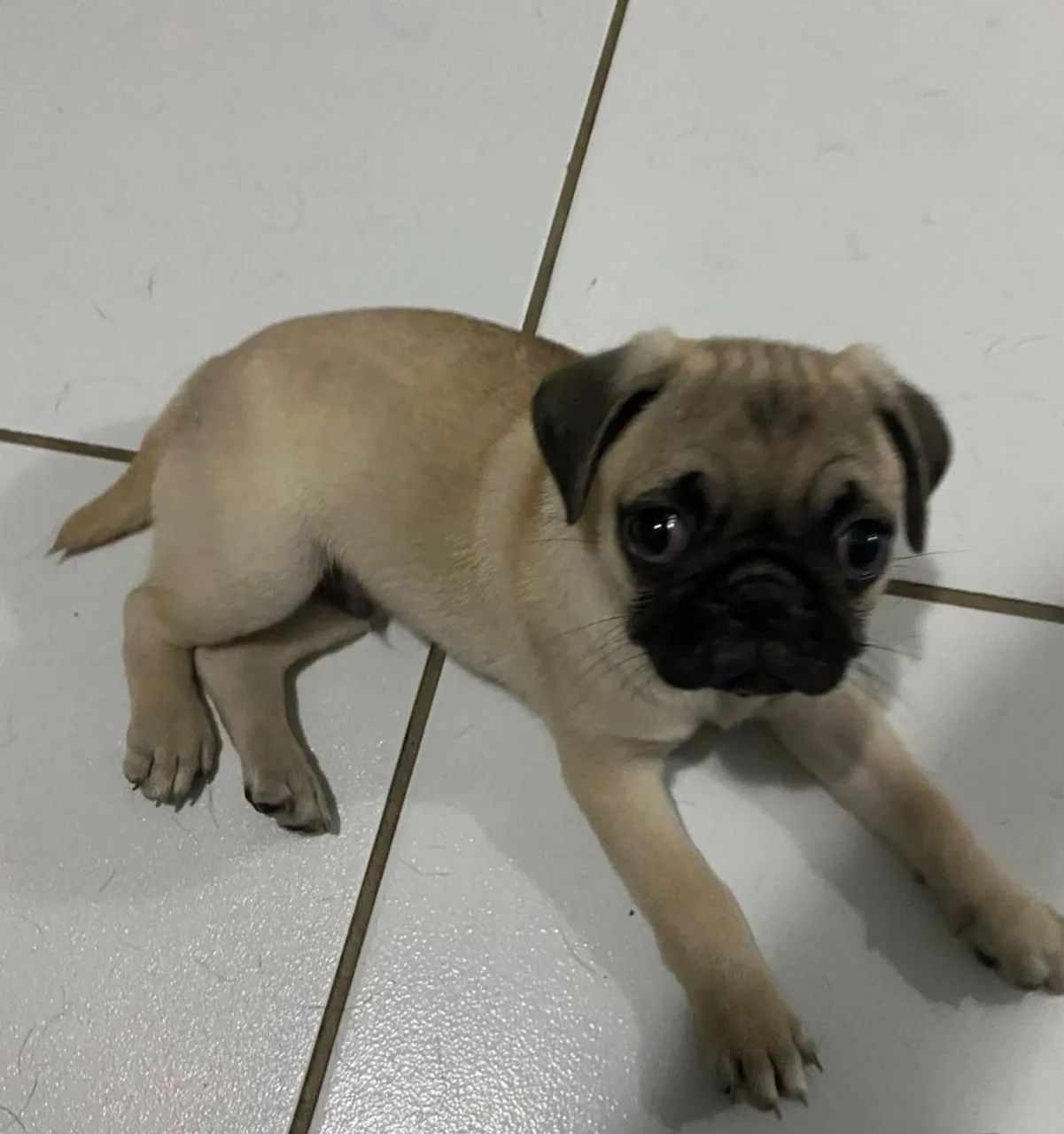 FILHOTE  PUG - Foto 2