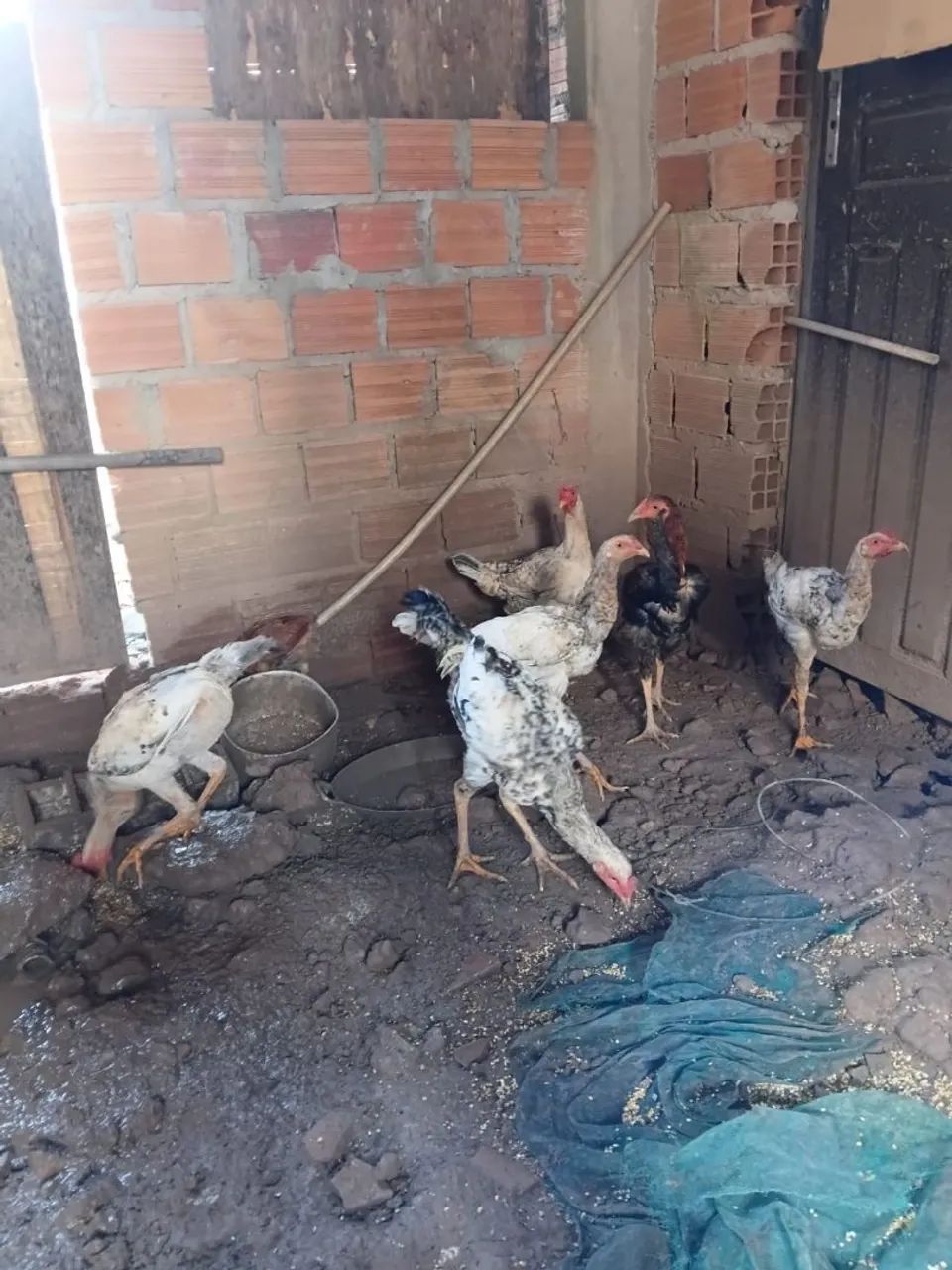 Frango e uma galinha  - Foto 2