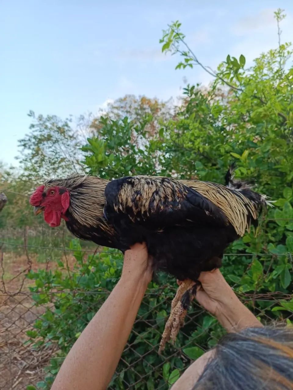 Garnisé, frango e galo - Foto 4