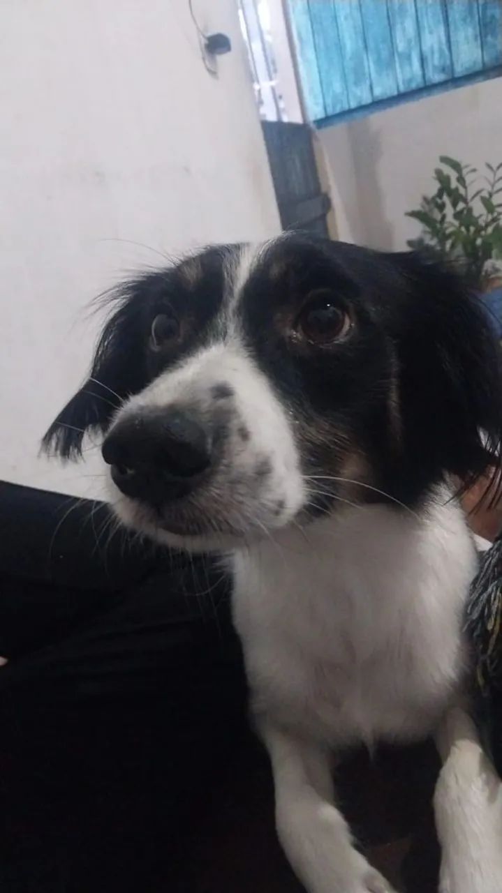 Adoção de cachorro  - Foto 2