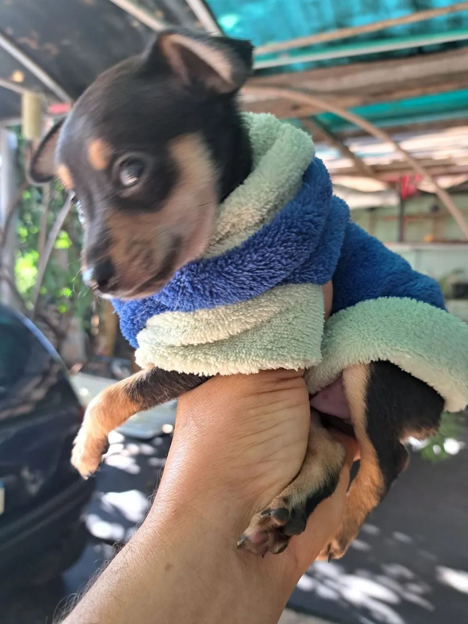 pinscher macho  - Foto 2