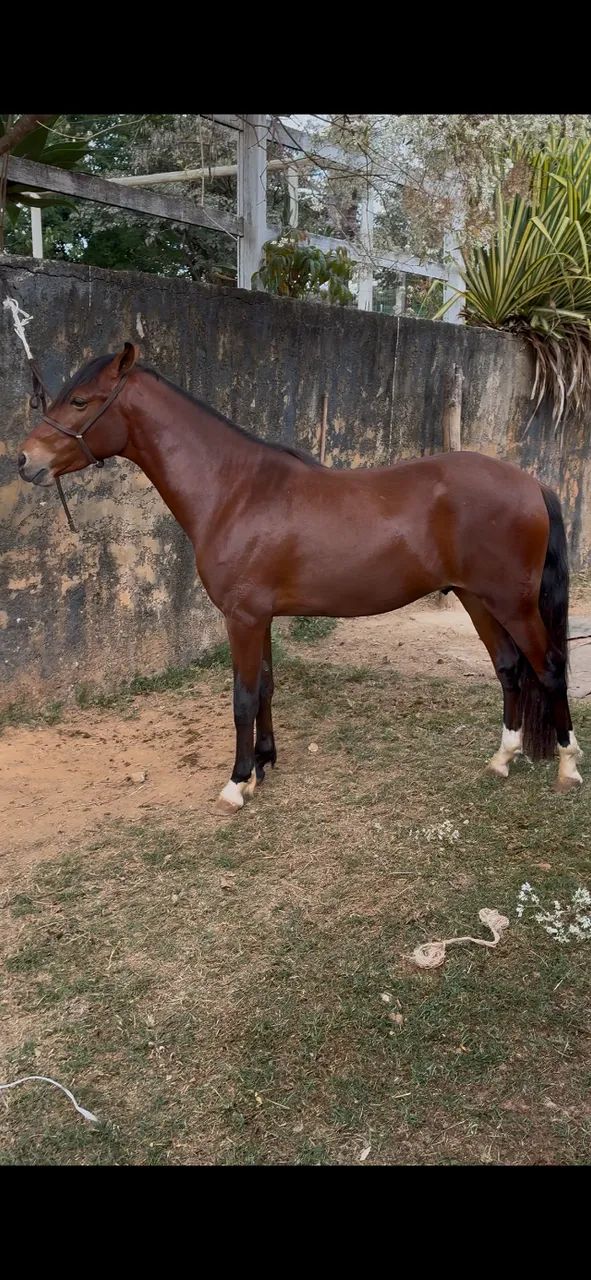 Potro - Foto 4