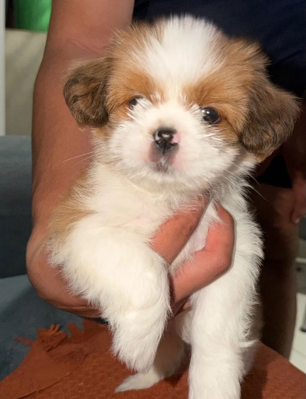SHIHTZU
