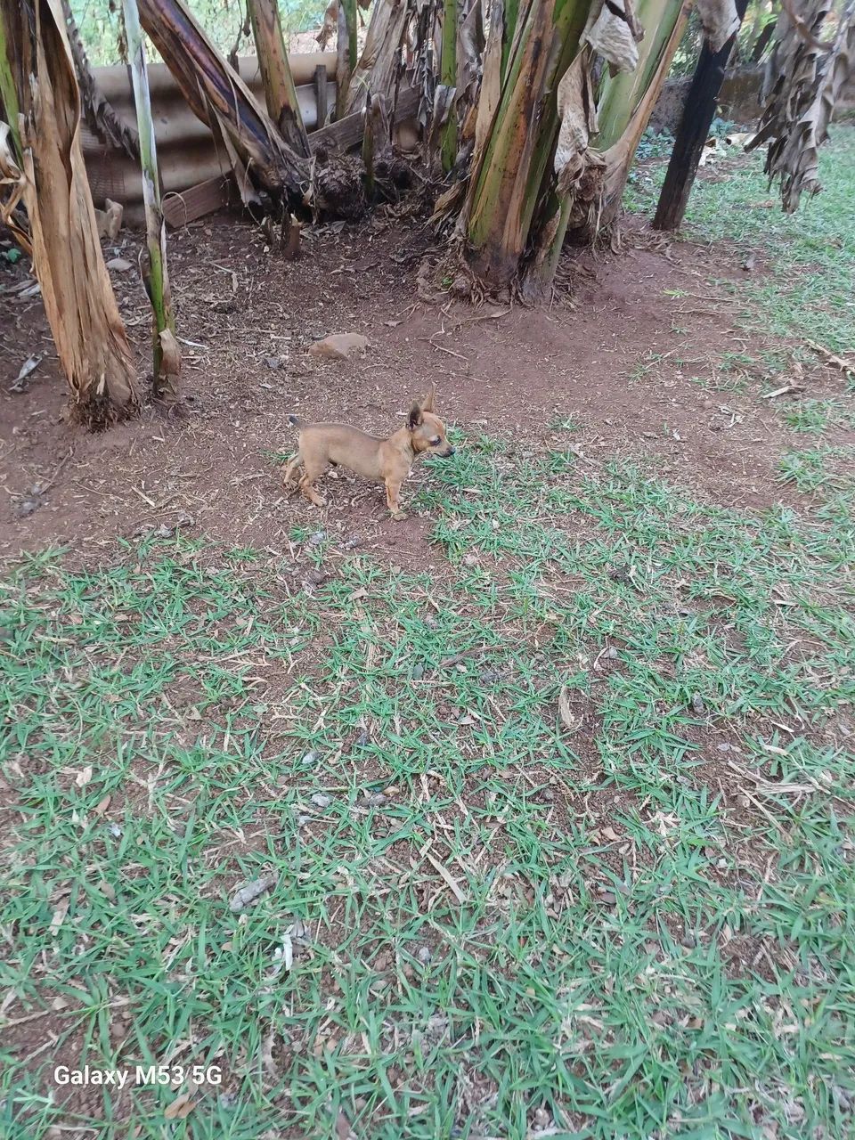 Pinscher macho (Divido no cartão) - Foto 2