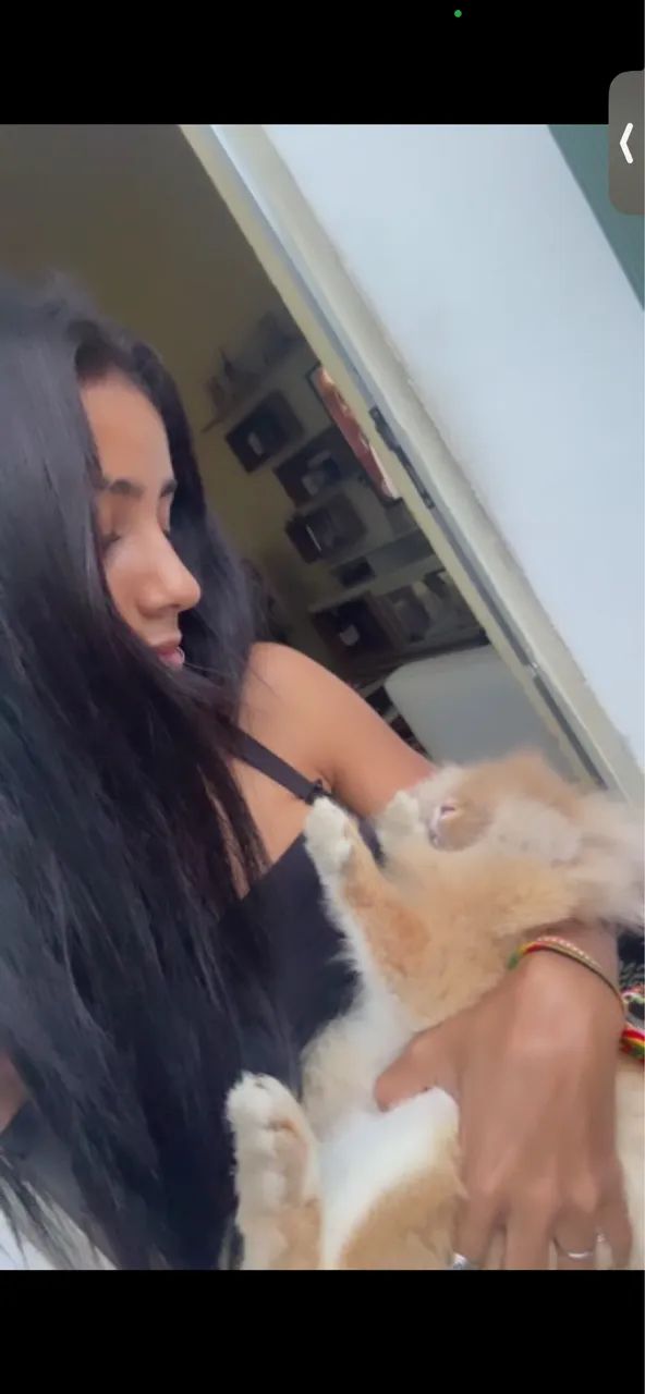 Coelho Lionhead  - Foto 4