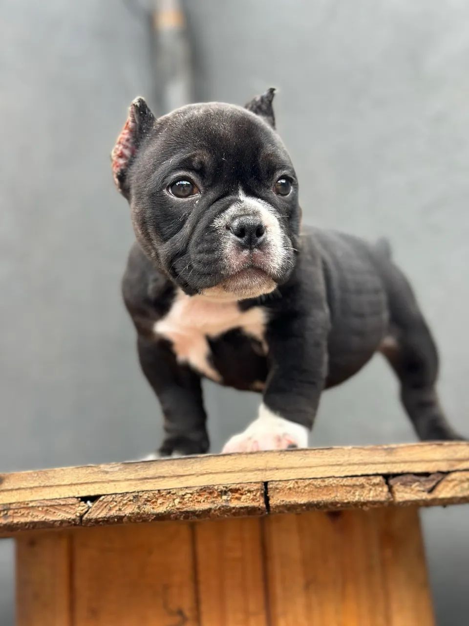 AMERICAN BULLY MICRO - FÊMEA  - Foto 4