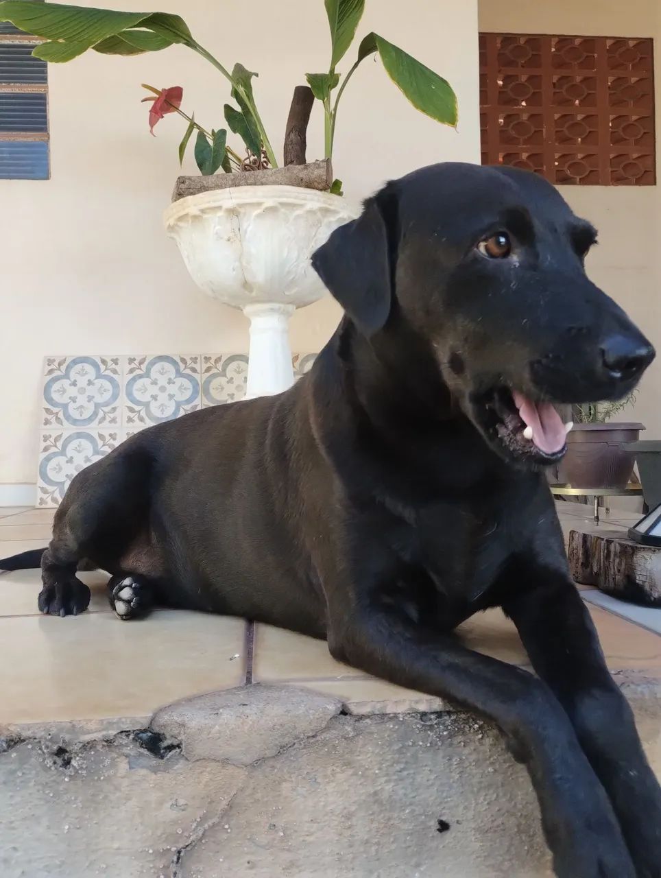 Doce doguinho castrado para adoção  - Foto 2