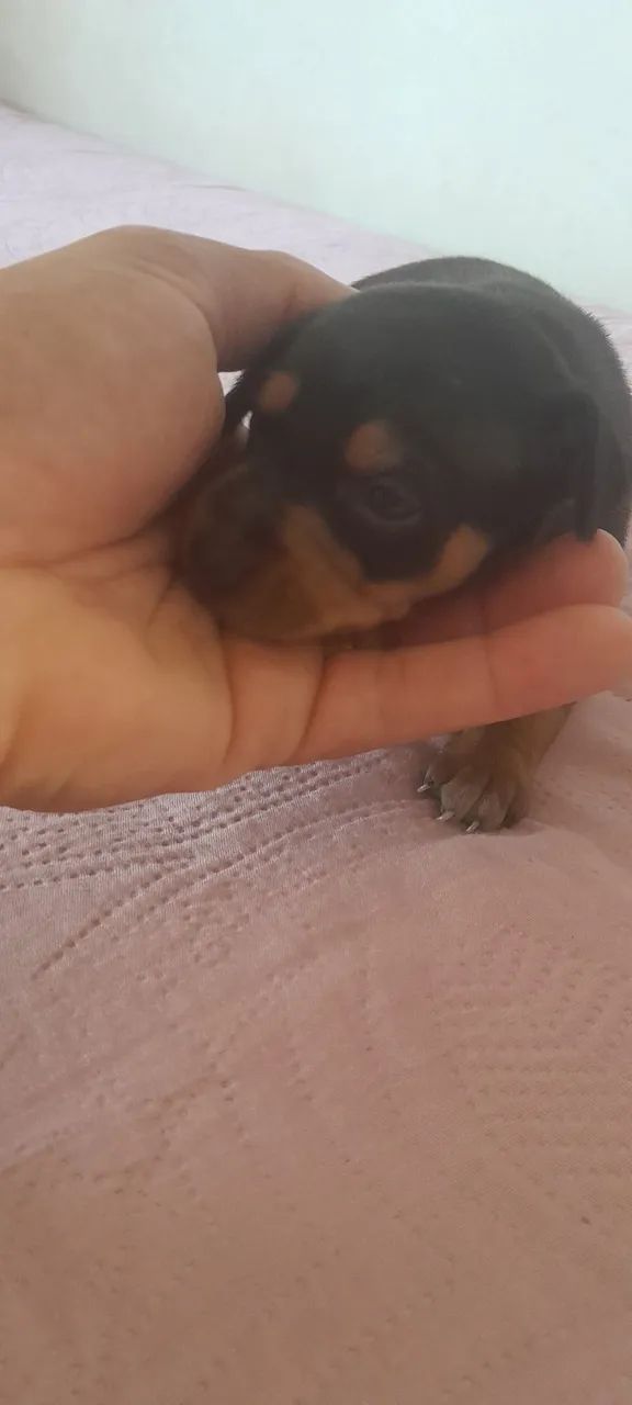 Pinscher - Foto 5