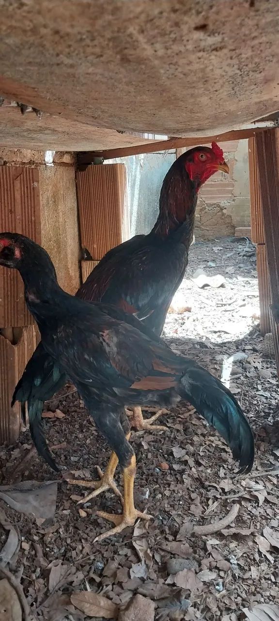 frango índio  - Foto 2