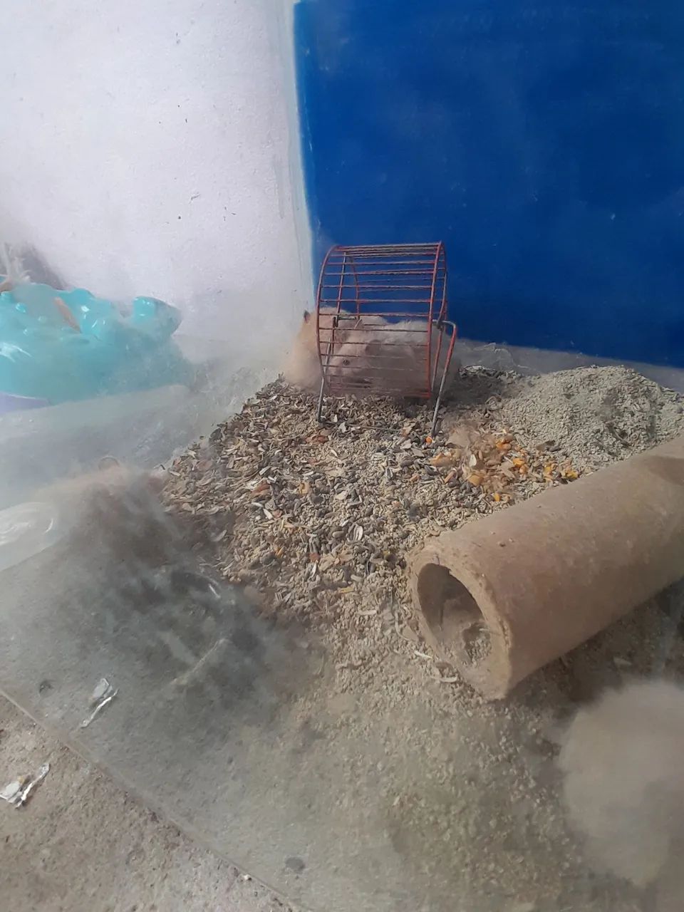 Hamsters Sírios  - Foto 2