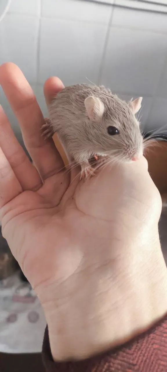 Gerbil filhote - Foto 3