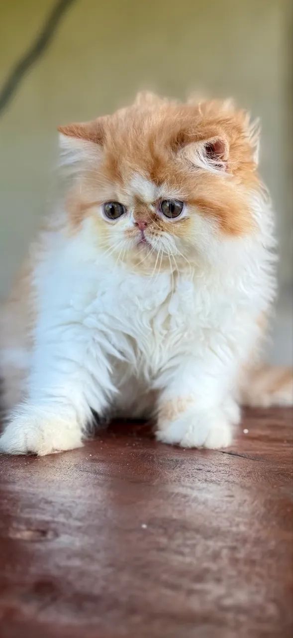 Gato persa  - Foto 5