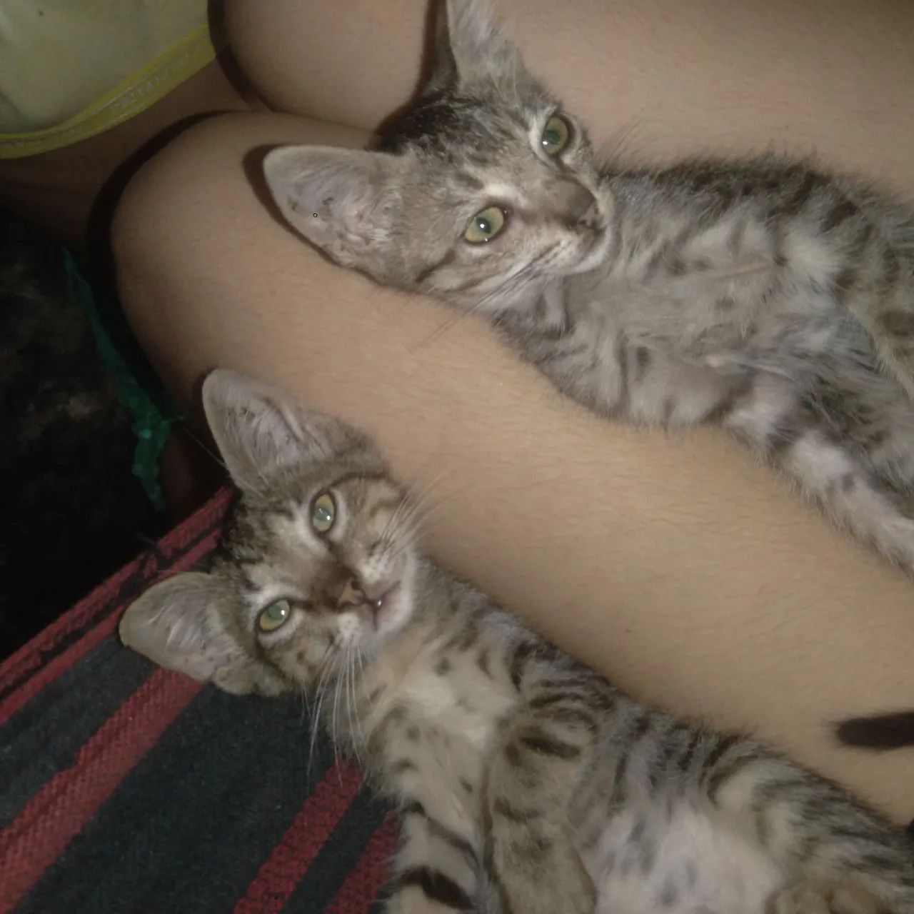 ADOÇÃO - Foto 2