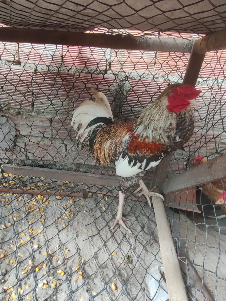 Galinha caipira  - Foto 2