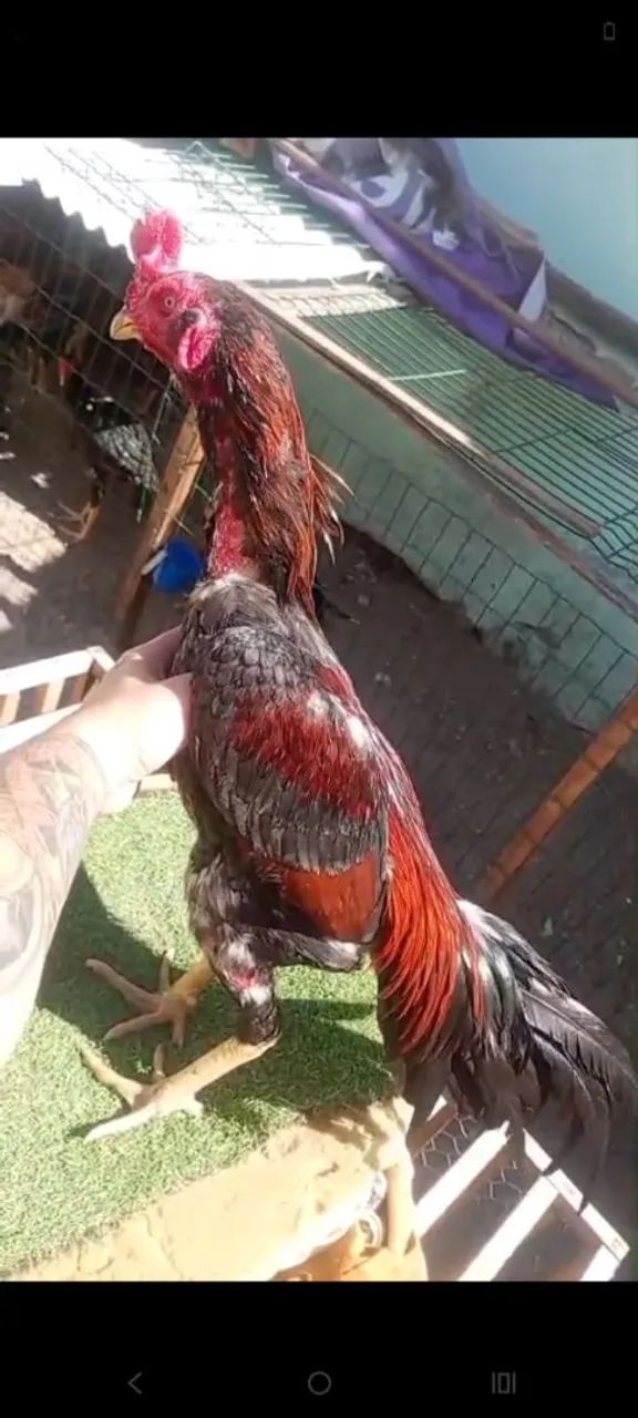 Frango bode top