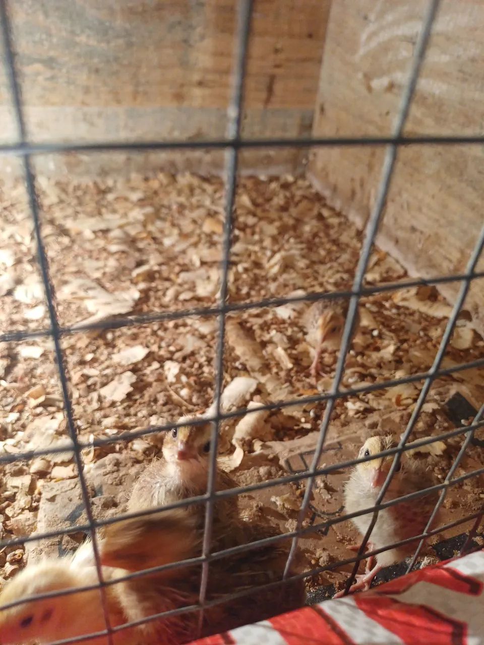 Codornas - Foto 3