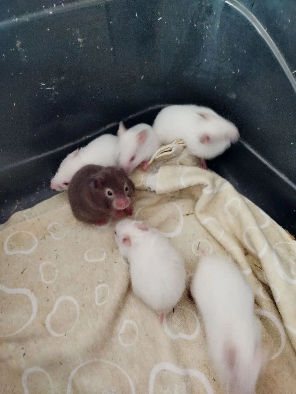 Hamster Sírio filhote - Foto 3