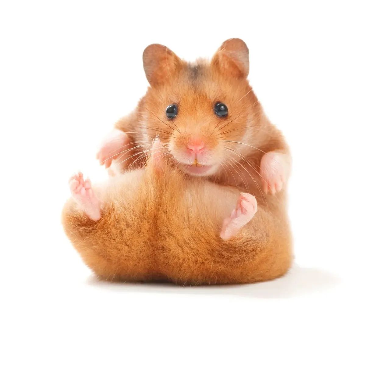 Hamisters  - Foto 2