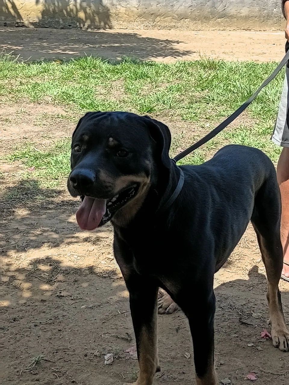 Doando esse Rottweiler  - Foto 3