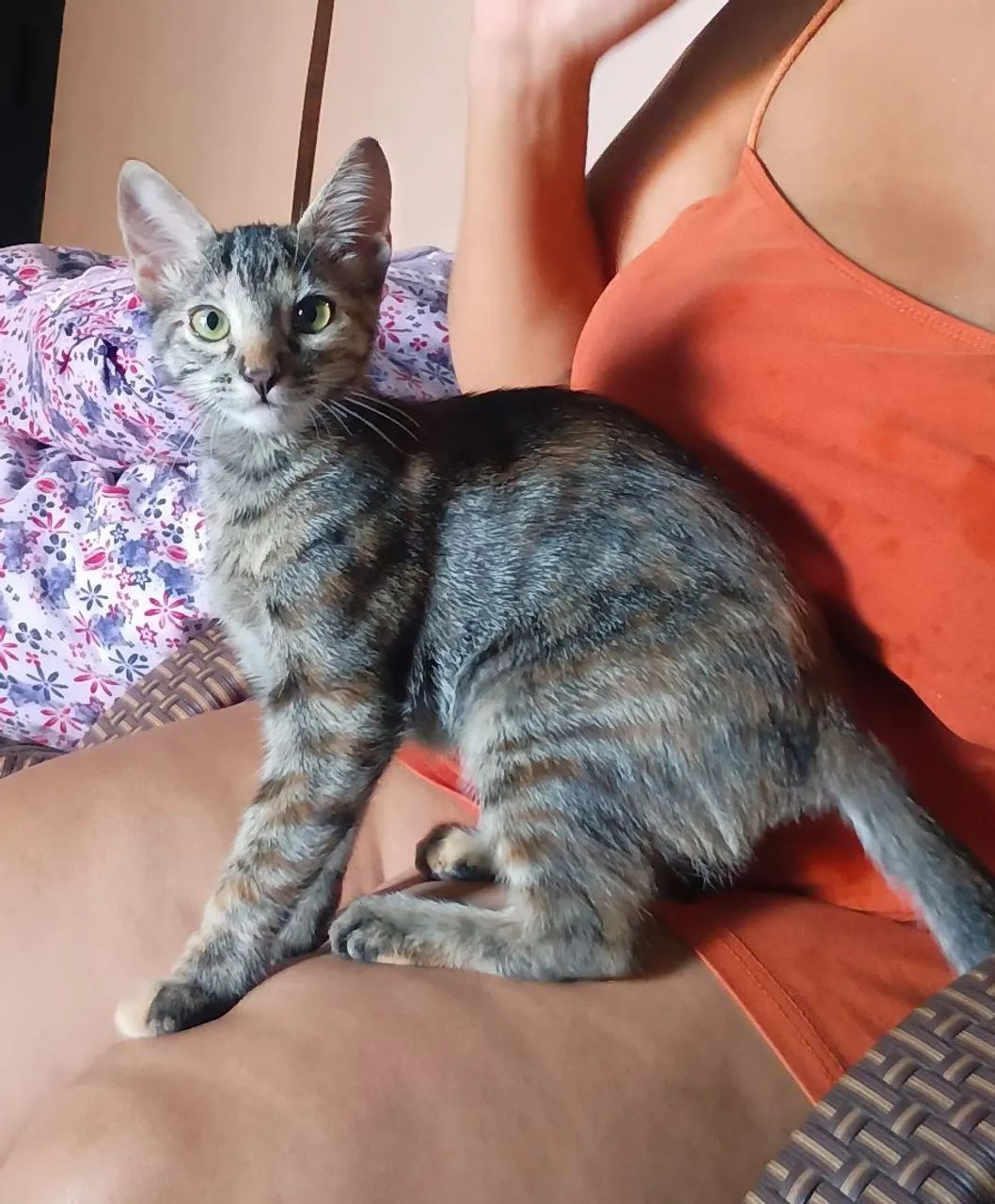 Doa-se gata, fêmea 4 meses