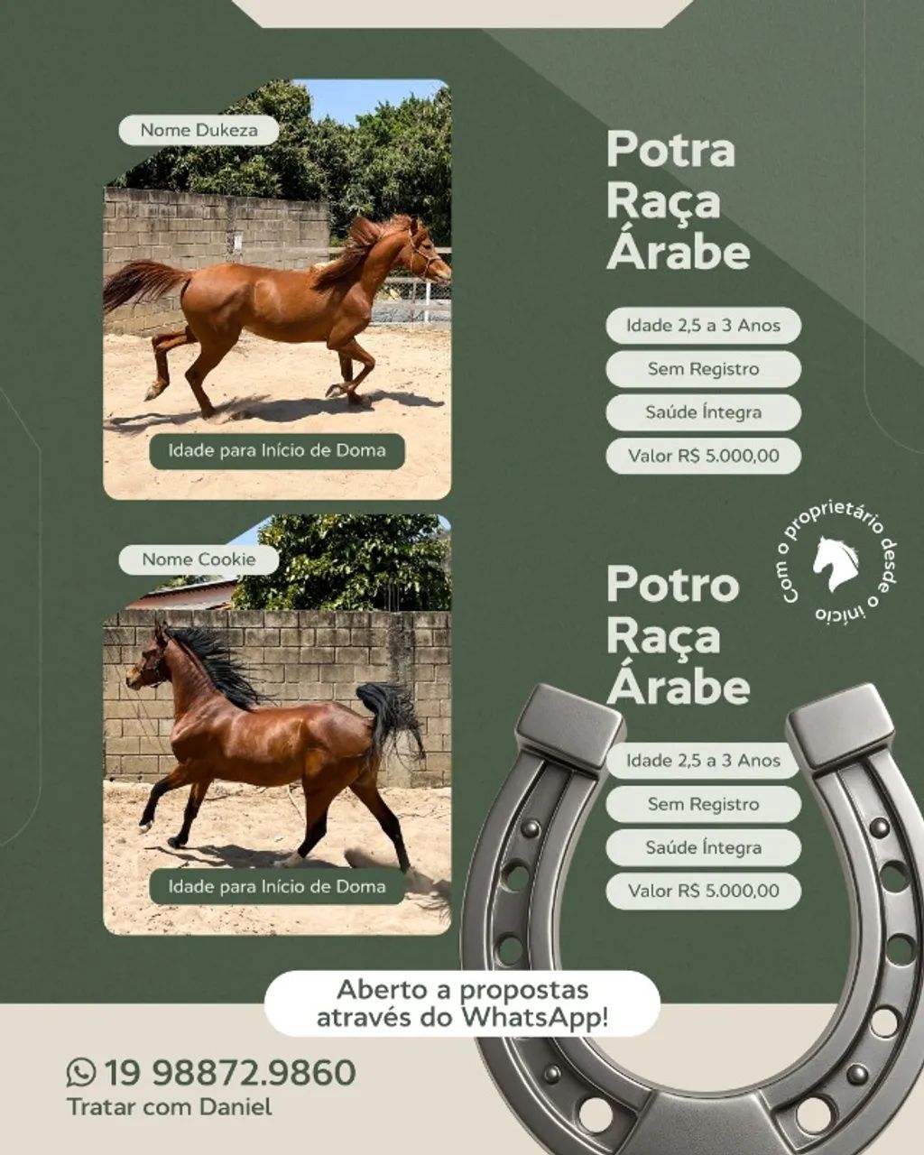 Cavalo