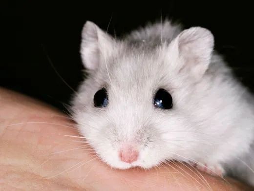 Animais  - Foto 2