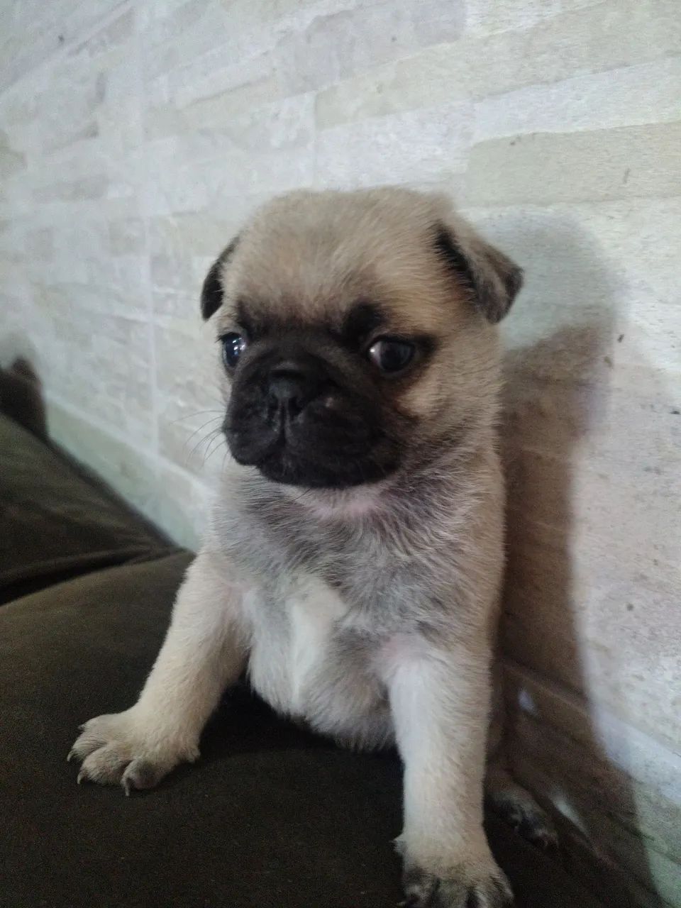 Pug macho abricot  - Foto 2