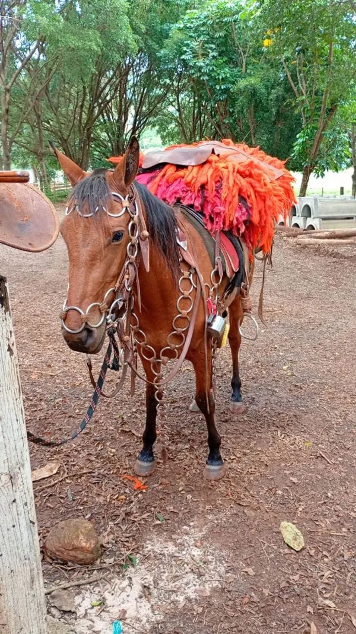Vende-se egua 3 anos mansa anda ate mo pelo andadeira  - Foto 2