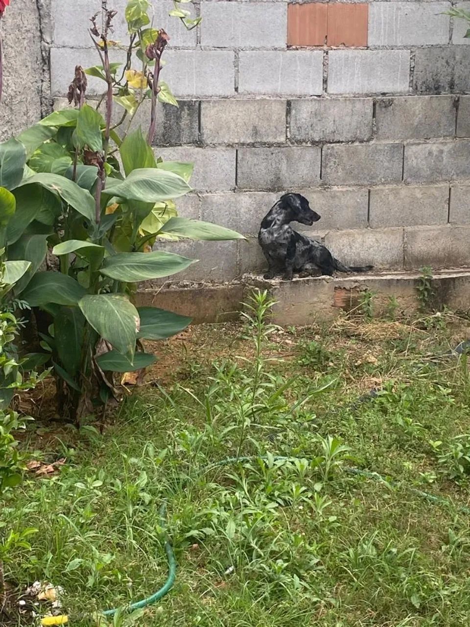 Salsicha procurando namorada - Foto 2
