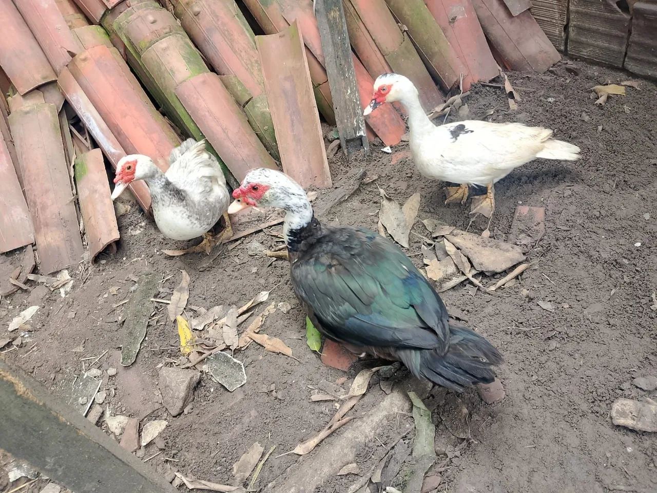 Patos - Foto 2
