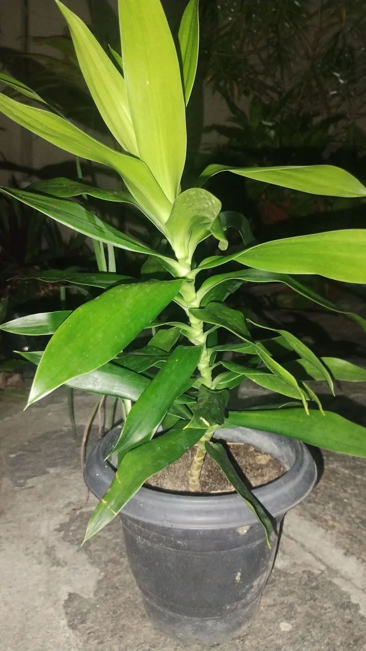 Plantas e Jardinagem 