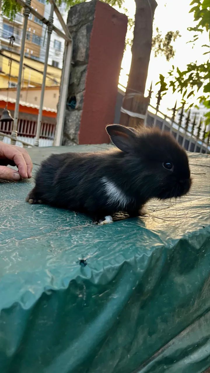 Coelho Lion - Foto 6
