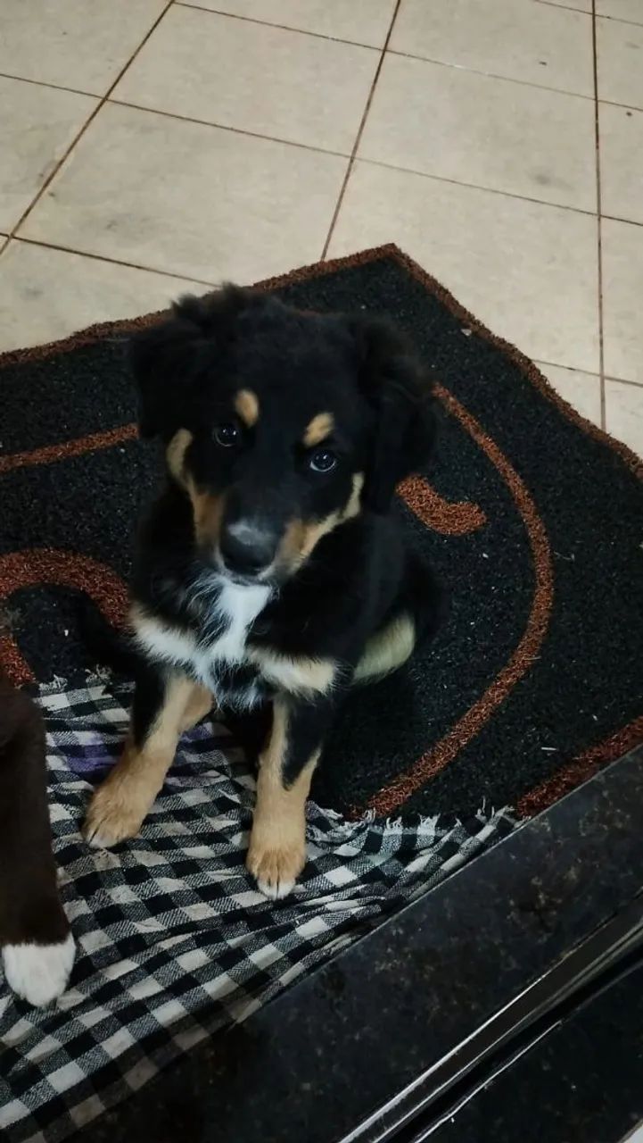 Doação de Boder collie  - Foto 2