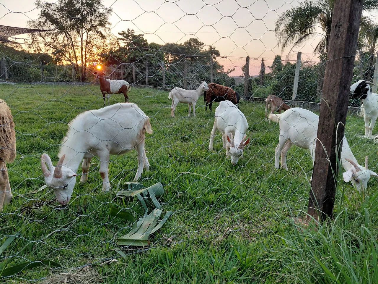 Dois Cabritos Macho para venda  - Foto 4