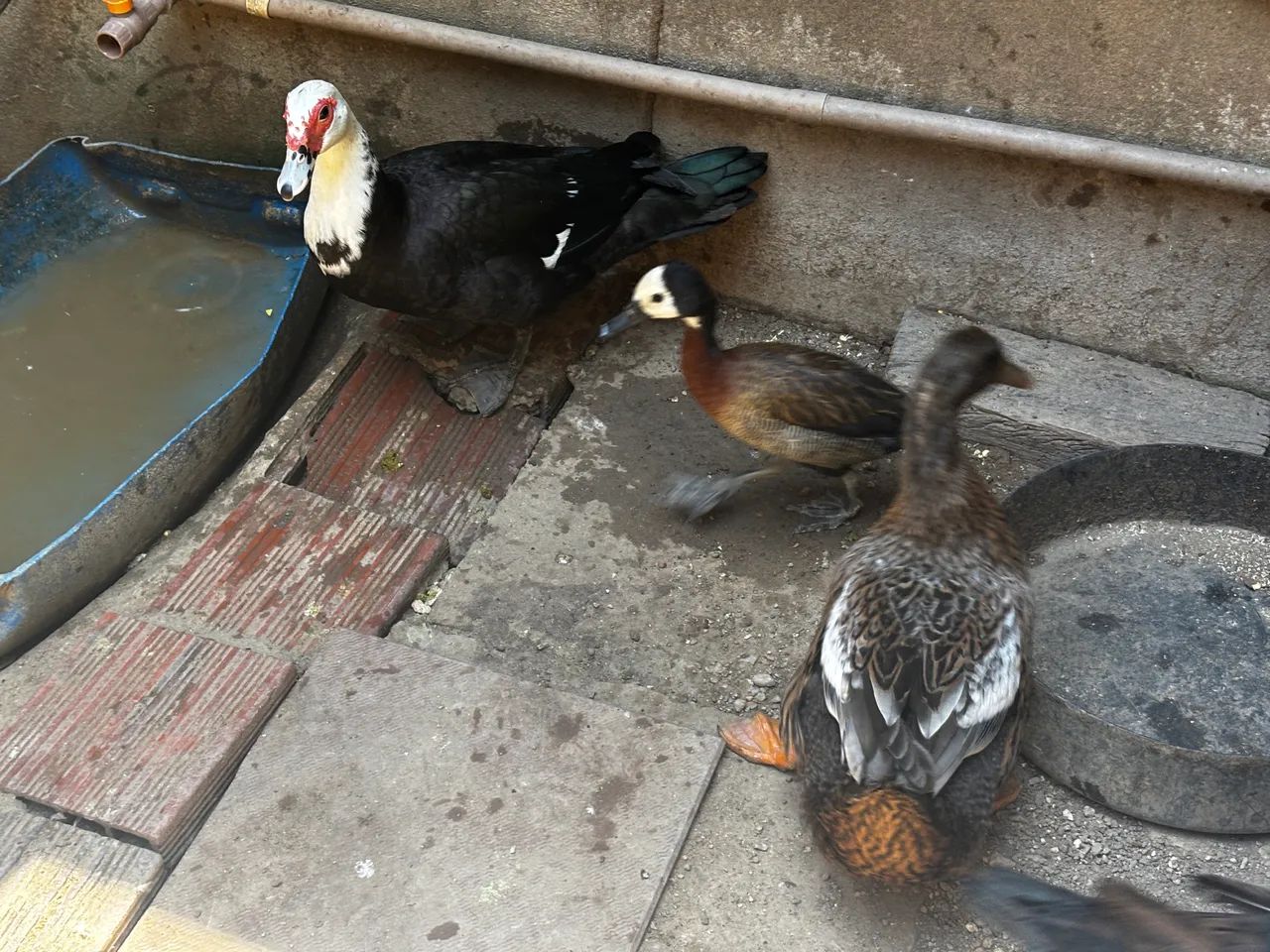 Pato, patas e marrecas. - Foto 2